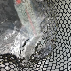 トラウト春到来