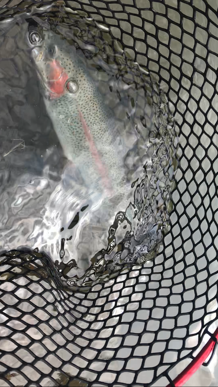 トラウト春到来