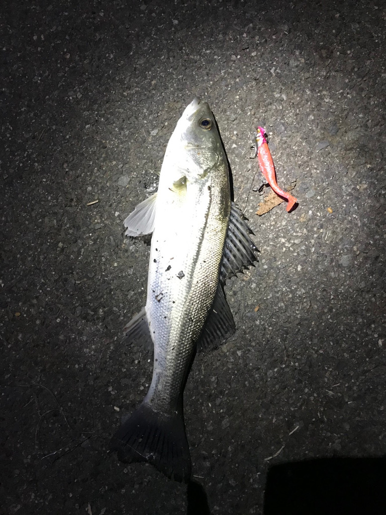 今年初フィッシュ