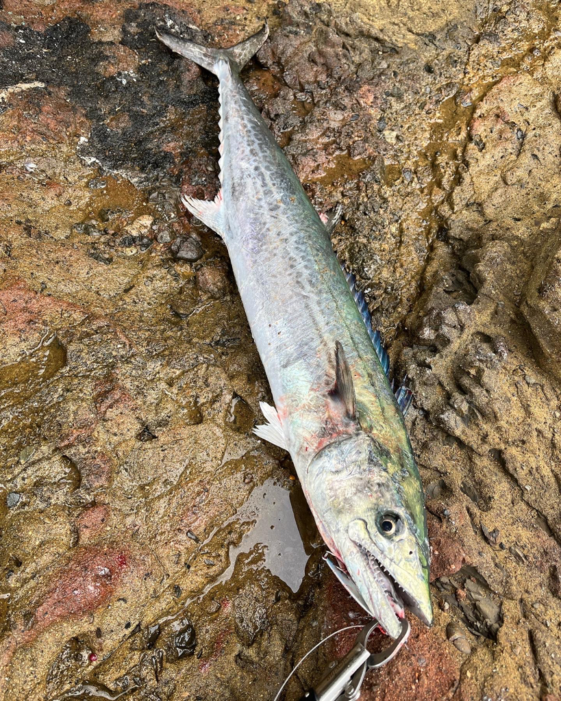 記録更新 サワラ97cm