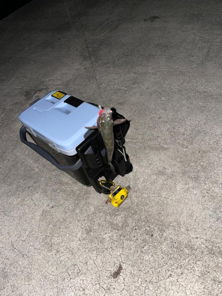 チビメバリング