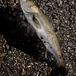 シーズン開幕!?