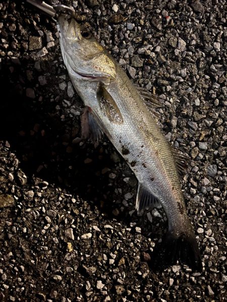 シーズン開幕!?