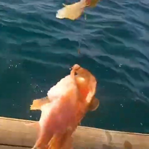 激渋？！一つテンヤ