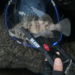 春告魚ですね〜