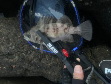 春告魚ですね〜