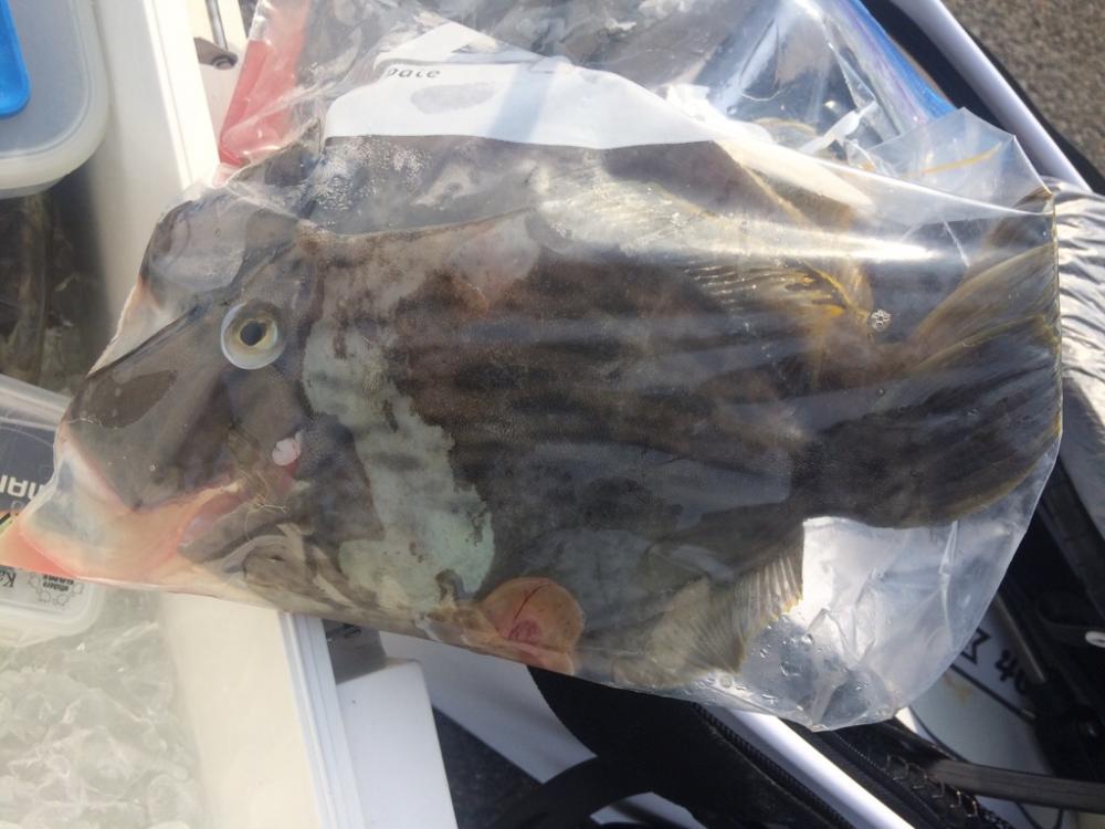 シーズン最終盤のカワハギ釣り