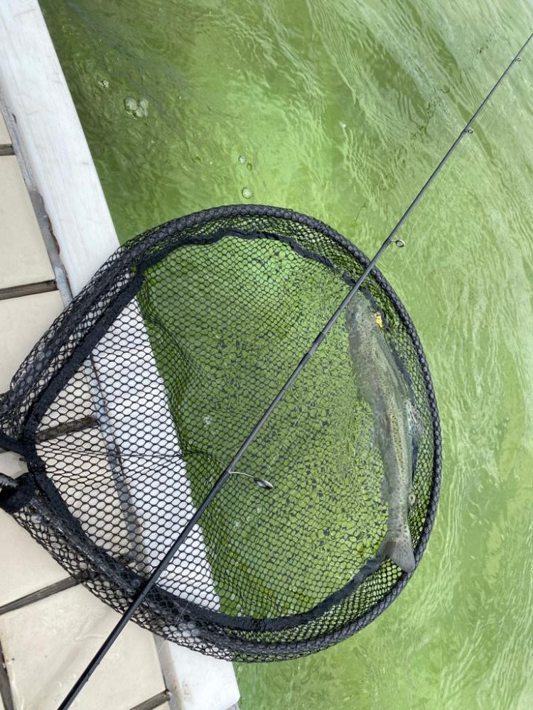 京都のエリアトラウト