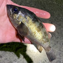 まもなくハイシーズン