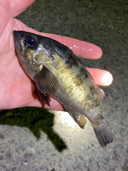 まもなくハイシーズン