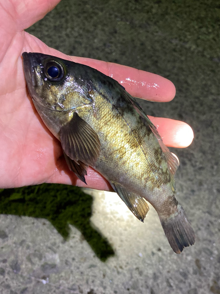 まもなくハイシーズン