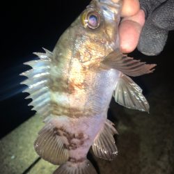 メバル26 ＋タケノコメバル1