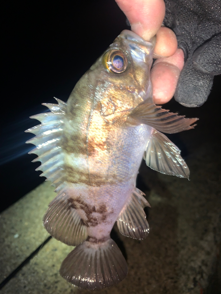 メバル26 +タケノコメバル1