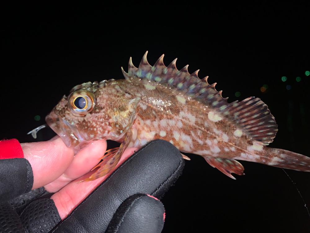 水温が下がる中でのメバルはどうなのか調査へ