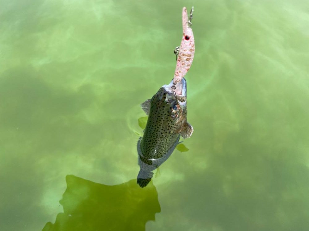 かめプー　鱒釣り