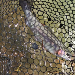 お昼からまったりトラウト