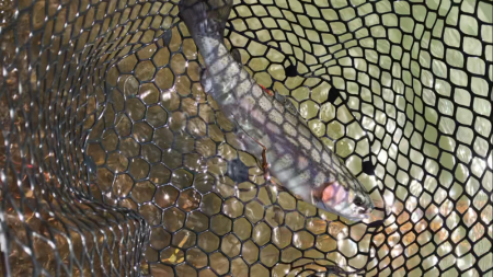 お昼からまったりトラウト