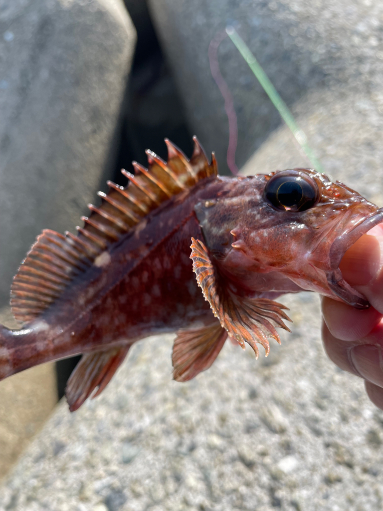 厳しい穴釣り#12