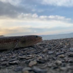 ライトロックゲーム