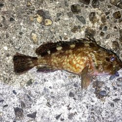 【メバリング】カサゴのみ