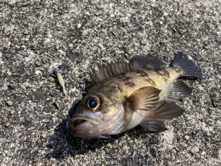 フロートリグでメバル入れ食いでしたにゃ！
