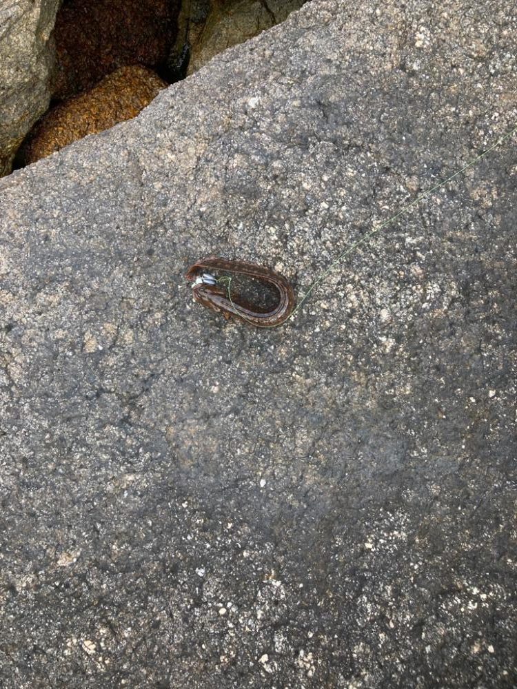 穴釣り朝マズメ下げ潮