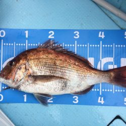 鹿児島湾の乗っ込みマダイ