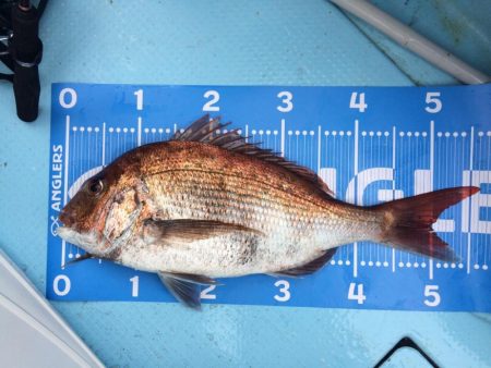 鹿児島湾の乗っ込みマダイ