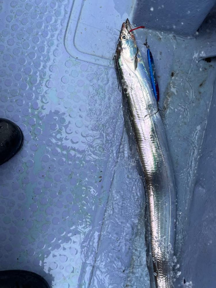 東京湾タチウオジギング