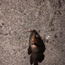 内房メバリング〜