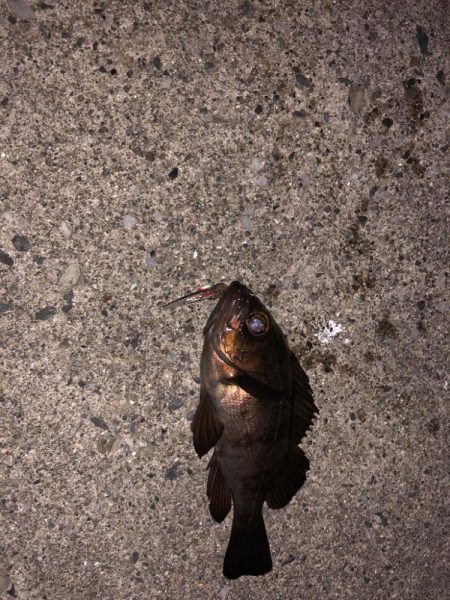 内房メバリング〜