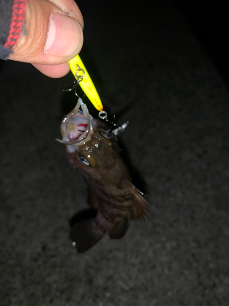 雨上がりはメバリング♪