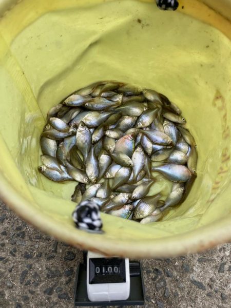 寒かったタナゴ釣り