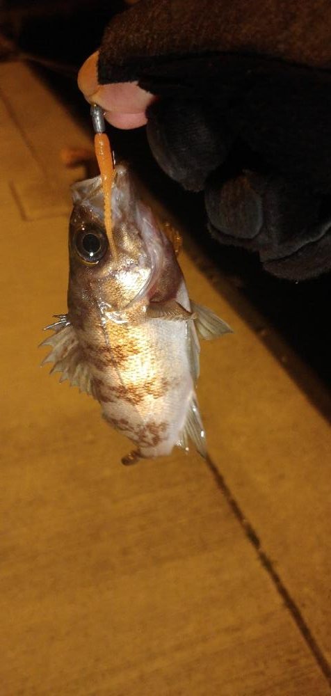 メバリング新規ポイント開拓