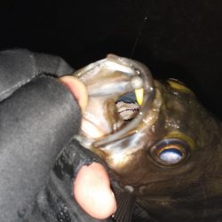 本日もメバリング～