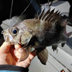 ボートメバリング