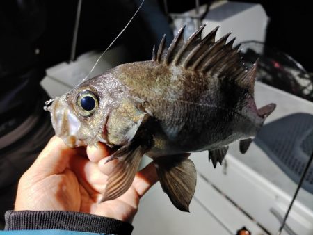 ボートメバリング