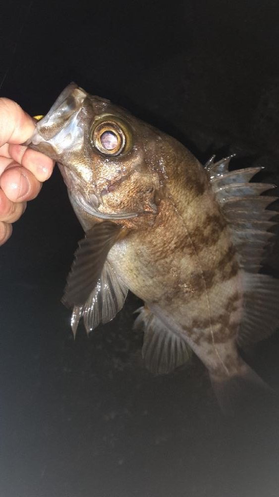 風がやんだのでメバリング