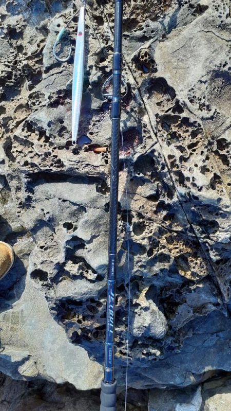 ロッキーショアヒラマサ