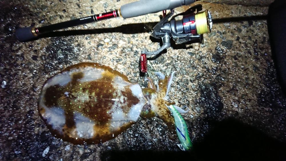 対馬エギング釣果……27