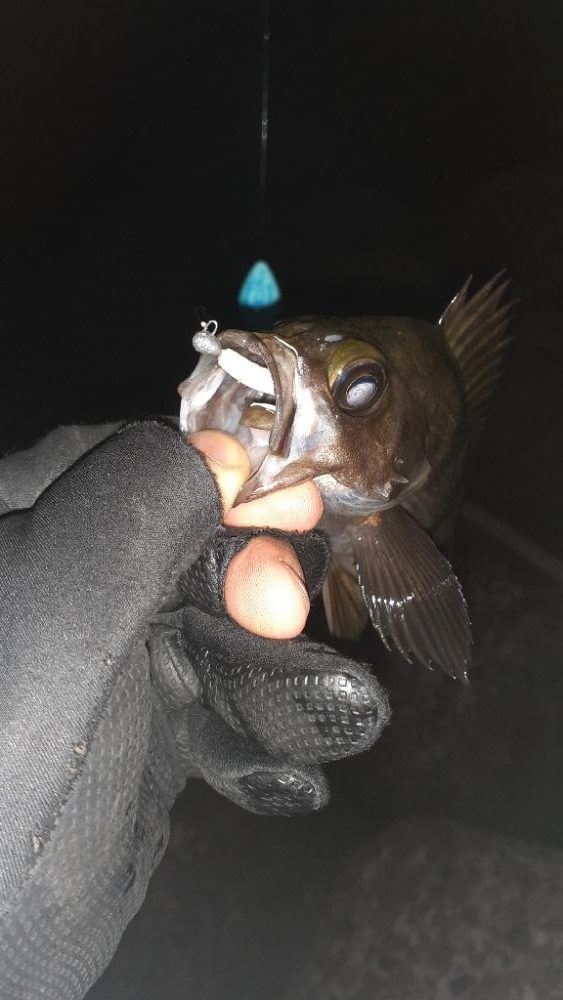 久々メバル調査～