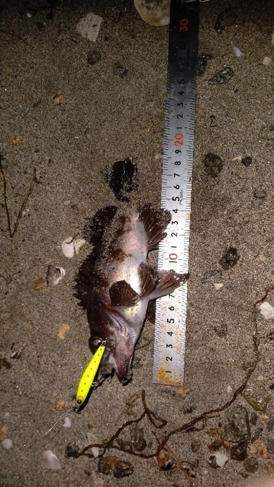 今日もプラッキング