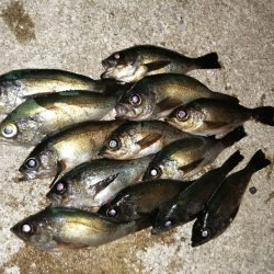 アジの居るところへ