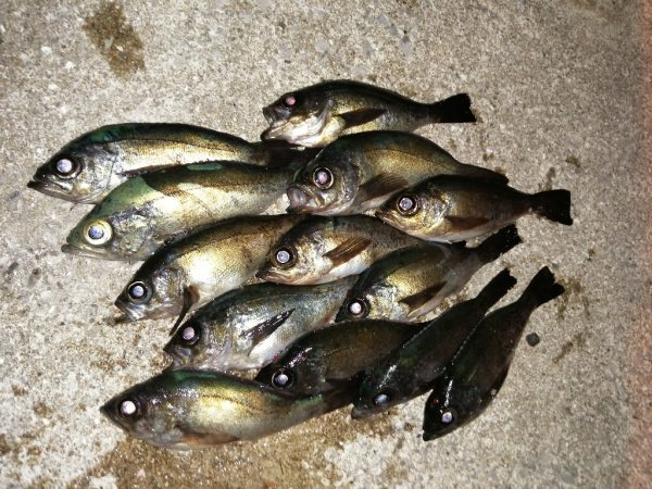 アジの居るところへ