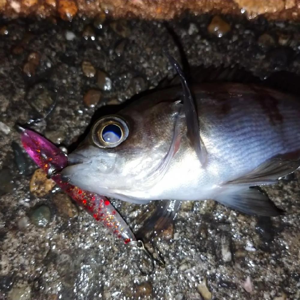 雨上がりメバリング