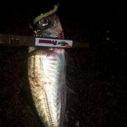 やっとアジが来たぁー