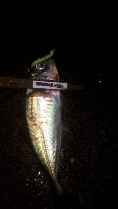 やっとアジが来たぁー