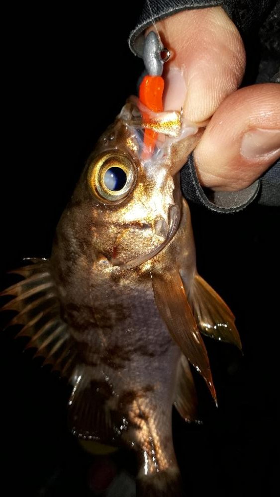 野暮用にて淡路島IN