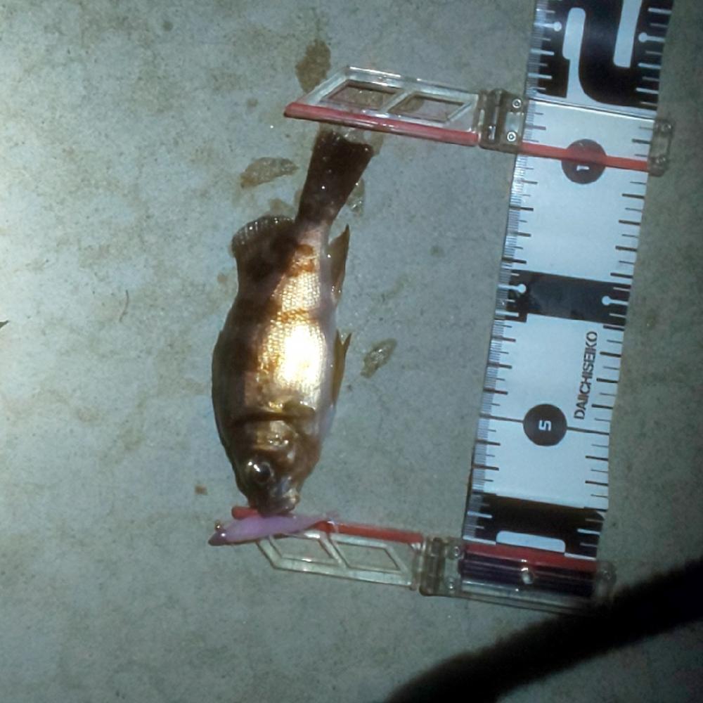 メバルはまだアフター中