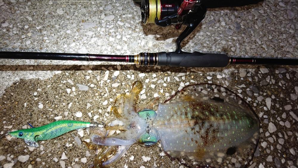 対馬エギング釣果……24